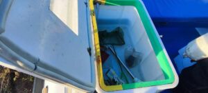 ANGELO MOLINARI 410 motorcsónak YAMAHA F25 motorral + utánfutó - Image 11